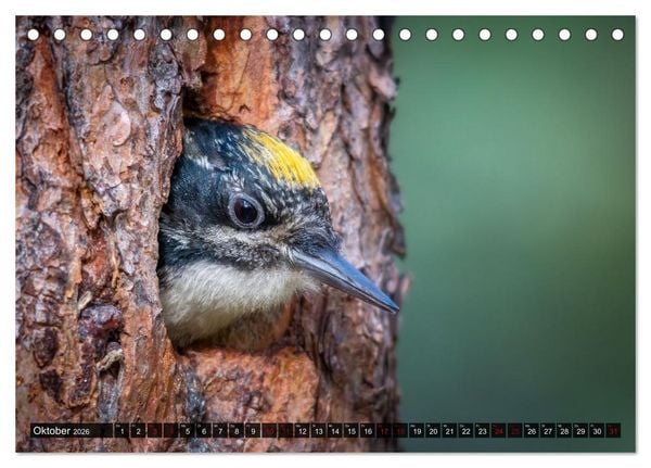 Produktbild: Wildtierkalender (Tischkalender 2026 DIN A5 quer), CALVENDO Monatskalender