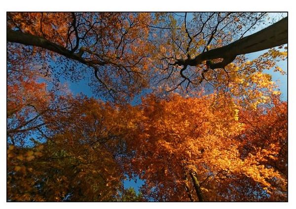 Produktbild: Herbstfarben (Tischaufsteller DIN A5 quer)