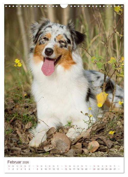Produktbild: Australian Shepherds (Wandkalender 2026 DIN A3 hoch), CALVENDO Monatskalender