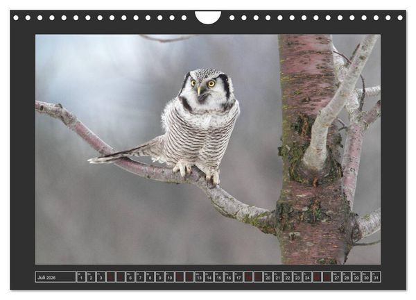 Produktbild: Winterzauber - Tiere in Eis und Schnee (Wandkalender 2026 DIN A4 quer), CALVENDO Monatskalender
