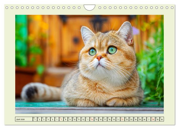 Produktbild: British Shorthair. Sanfte W&uuml;rde und Katzengl&uuml;ck im Gr&uuml;nen (Wandkalender 2026 DIN A4 quer), CALVENDO Monatskalender