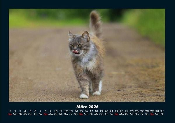 Produktbild: F&uuml;r Katzenfreunde 2026 Fotokalender DIN A4