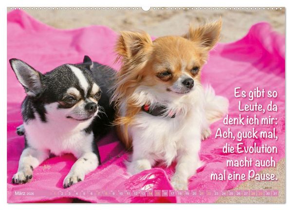 Produktbild: Chihuahua: Kleine Hunde, aber oho (hochwertiger Premium Wandkalender 2026 DIN A2 quer), Kunstdruck in Hochglanz