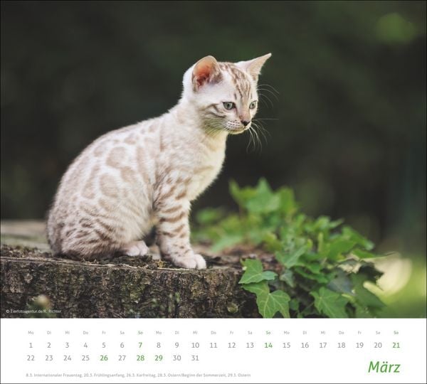 Produktbild: times&more Katzen Bildkalender 2027
