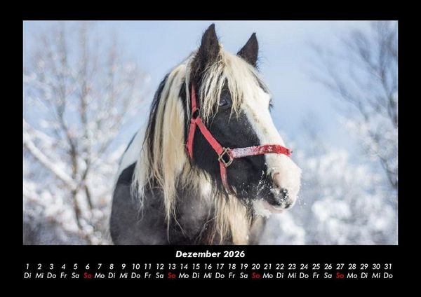 Produktbild: Pferde Kalender 2026 Fotokalender DIN A3