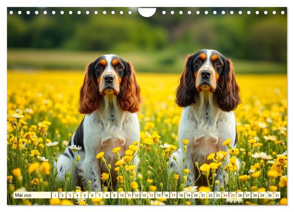 Produktbild: American Cocker Spaniel (Wandkalender 2026 DIN A4 quer), CALVENDO Monatskalender