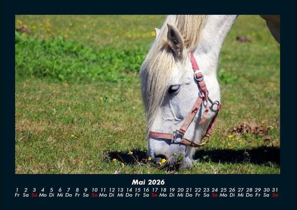Produktbild: Pferdegefl&uuml;ster 2026 Fotokalender DIN A4