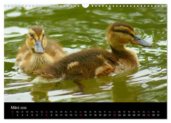 Produktbild: Die Kinderstube der Wasserv&ouml;gel (Wandkalender 2026 DIN A3 quer), CALVENDO Monatskalender