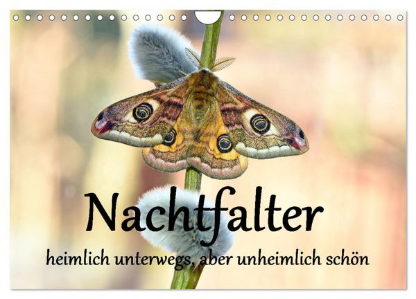 Produktbild: Nachtfalter - heimlich unterwegs, aber unheimlich sch&ouml;n (Wandkalender 2026 DIN A4 quer), CALVENDO Monatskalender