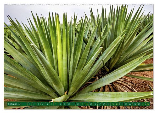 Produktbild: SISAL - von der Pflanze zum Produkt (hochwertiger Premium Wandkalender 2027 DIN A2 quer), Kunstdruck in Hochglanz