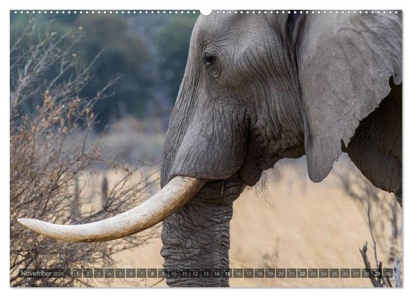 Produktbild: Botswana &ndash; Landschaft und Tierwelt (Wandkalender 2026 DIN A2 quer), CALVENDO Monatskalender