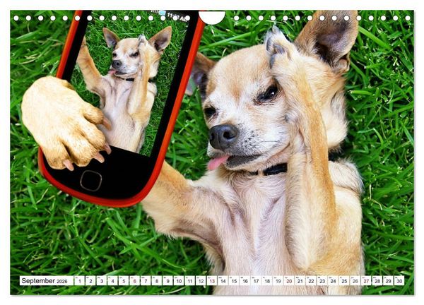 Produktbild: Lustige Tier-Selfies. Tierische Selbstportraits (Wandkalender 2026 DIN A4 quer), CALVENDO Monatskalender