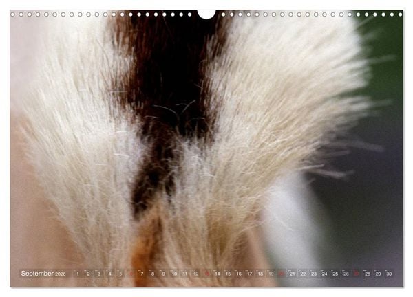 Produktbild: Fjordpferde - Norweger (Wandkalender 2026 DIN A3 quer), CALVENDO Monatskalender
