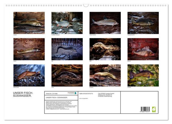 Produktbild: UNSER FISCH. S&Uuml;&szlig;WASSER. (Wandkalender 2026 DIN A2 quer), CALVENDO Monatskalender