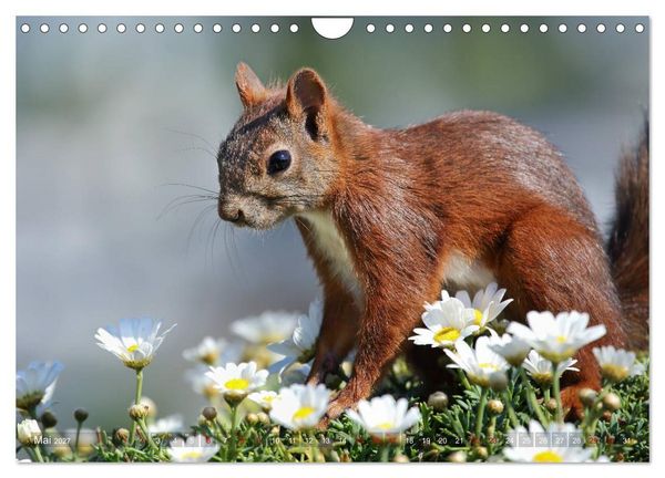 Produktbild: Eichh&ouml;rnchen Momentaufnahmen f&uuml;rs Herz (Wandkalender 2027 DIN A4 quer), CALVENDO Monatskalender