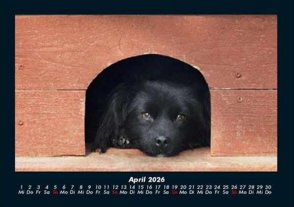 Produktbild: Hundezauber 2026 Fotokalender DIN A4