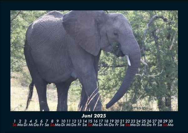 Produktbild: Elefanten - Die sanften Riesen Afrikas 2025 Fotokalender DIN A5