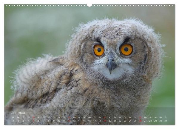 Produktbild: Eulen-Kalender (hochwertiger Premium Wandkalender 2026 DIN A2 quer), Kunstdruck in Hochglanz