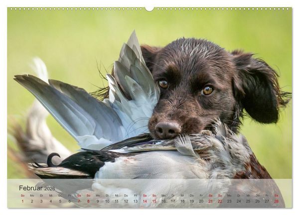 Produktbild: Treue Jagdgef&auml;hrten Der kleine M&uuml;nsterl&auml;nder (hochwertiger Premium Wandkalender 2026 DIN A2 quer), Kunstdruck in Hochglanz