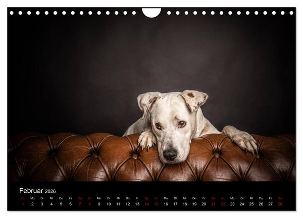 Produktbild: DOGO ARGENTINO (Wandkalender 2026 DIN A4 quer), CALVENDO Monatskalender