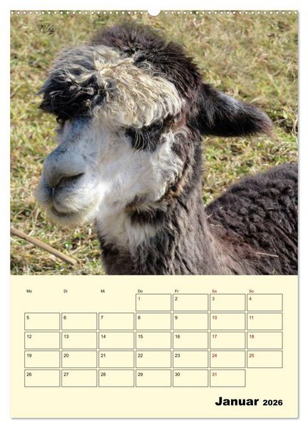 Produktbild: Alpakas erleben (hochwertiger Premium Wandkalender 2026 DIN A2 hoch), Kunstdruck in Hochglanz