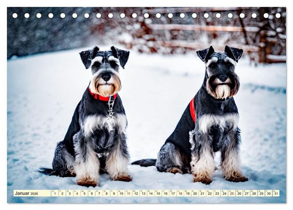 Produktbild: Schnauzer - vielseitige Allrounder (Tischkalender 2026 DIN A5 quer), CALVENDO Monatskalender