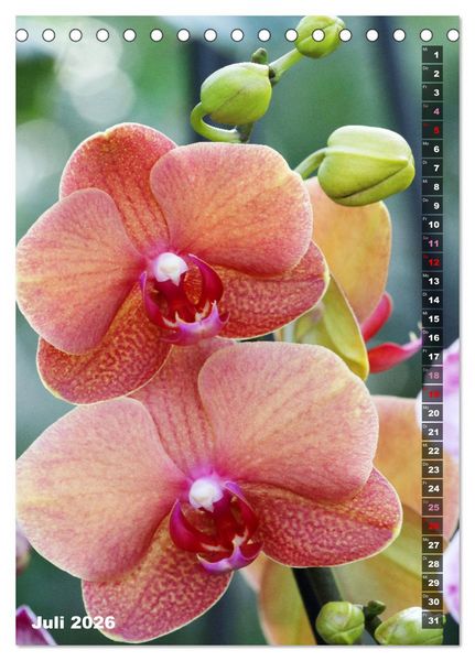 Produktbild: Phalaenopsis - Sch&ouml;ne Schmetterlingsorchideen (Tischkalender 2026 DIN A5 hoch), CALVENDO Monatskalender