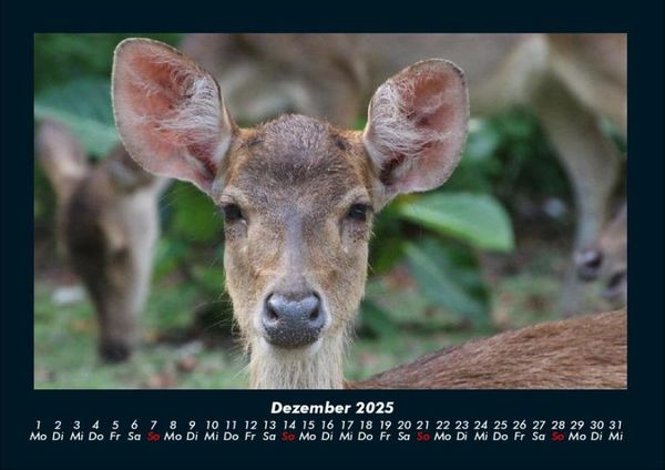Produktbild: Welt der Tiere 2025 Fotokalender DIN A4