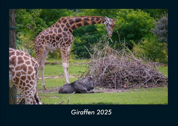 Giraffen 2025 Fotokalender DIN A4