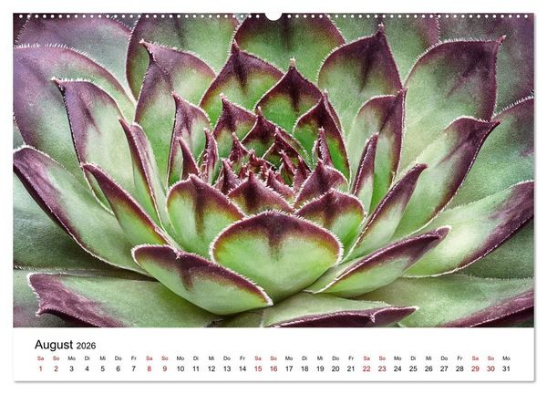 Produktbild: Sukkulenten Galerie (hochwertiger Premium Wandkalender 2026 DIN A2 quer), Kunstdruck in Hochglanz