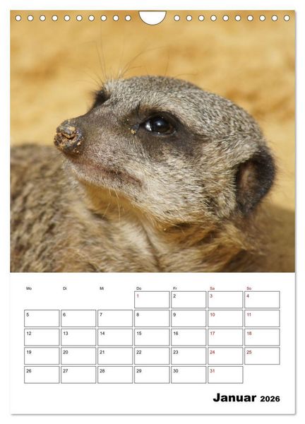 Produktbild: Niedliche Erdm&auml;nnchen (Wandkalender 2026 DIN A4 hoch), CALVENDO Monatskalender