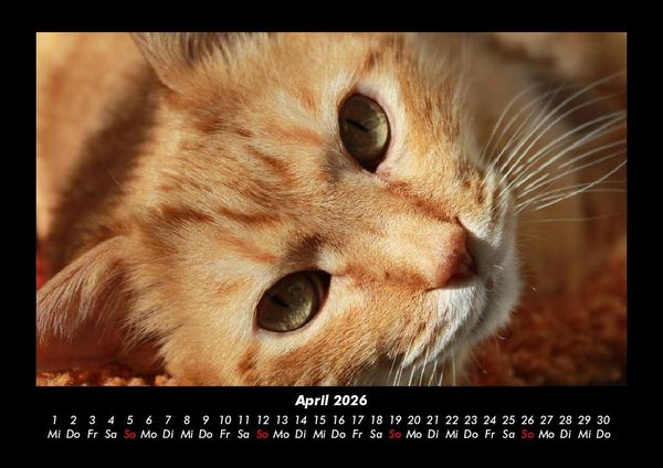 Produktbild: F&uuml;r Katzenfreunde 2026 Fotokalender DIN A3