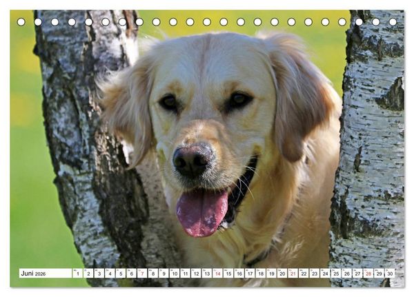 Produktbild: Golden Retriever ein treuer Begleiter (Tischkalender 2026 DIN A5 quer), CALVENDO Monatskalender