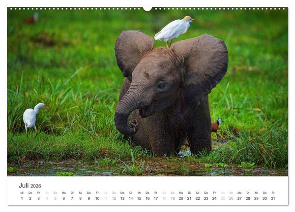 Produktbild: Elefanten - Sanfte Riesen in Afrika (hochwertiger Premium Wandkalender 2026 DIN A2 quer), Kunstdruck in Hochglanz