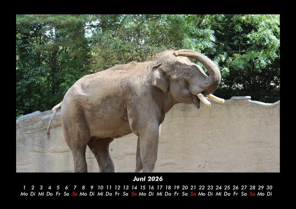 Produktbild: Der Tierkalender 2026 Fotokalender DIN A3