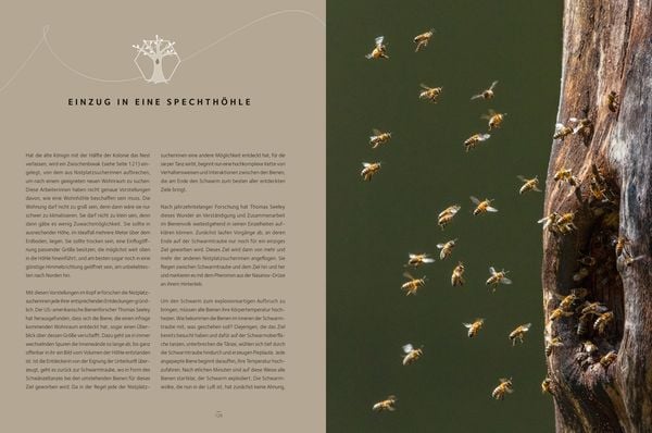 Produktbild: Honigbienen - Geheimnisvolle Waldbewohner