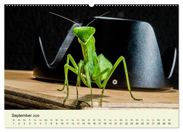 Produktbild: Insekten. Faszinierend und wichtig (hochwertiger Premium Wandkalender 2026 DIN A2 quer), Kunstdruck in Hochglanz
