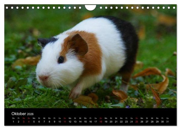 Produktbild: Meerschweinchen und Zwergkaninchen (Wandkalender 2026 DIN A4 quer), CALVENDO Monatskalender