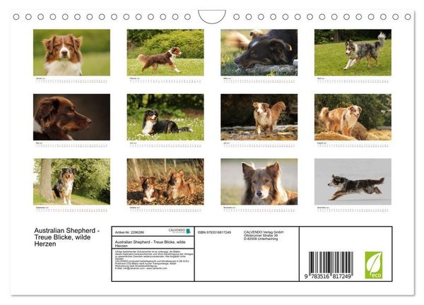 Produktbild: Australian Shepherd - Treue Blicke, wilde Herzen (Wandkalender 2027 DIN A4 quer), CALVENDO Monatskalender