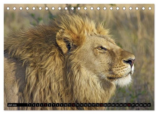 Produktbild: Wildes Leben in Afrika (Tischkalender 2026 DIN A5 quer), CALVENDO Monatskalender