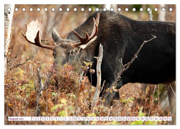 Produktbild: THE NORTHERN WOODLANDS MOOSE (Desk Calendar 2026 DIN A5 landscape), CALVENDO 12 Month DeskCalendar