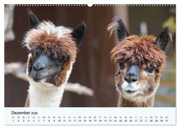 Produktbild: Die Kameliden. H&uuml;bsche Kamele, Lamas und Alpakas (Wandkalender 2026 DIN A2 quer), CALVENDO Monatskalender