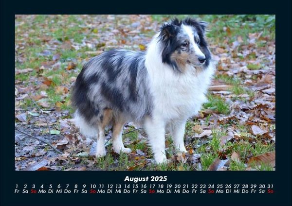 Produktbild: Der Hundekalender 2025 Fotokalender DIN A4