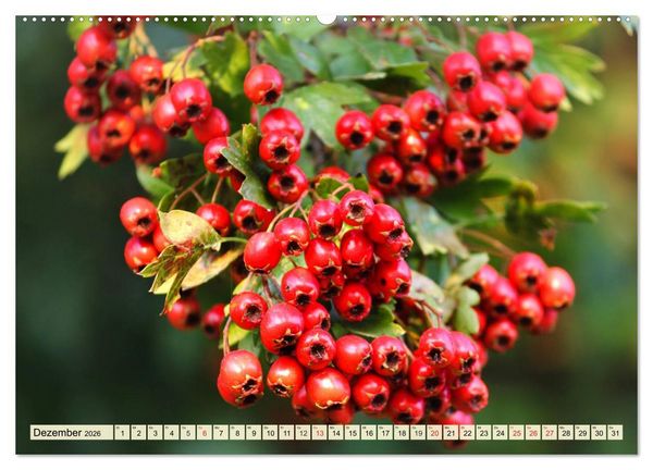 Produktbild: Essbare Wildfr&uuml;chte. Aromatische K&ouml;stlichkeiten aus der Natur (hochwertiger Premium Wandkalender 2026 DIN A2 quer), Kunstdruck in Hochglanz