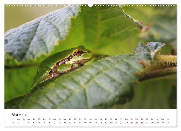 Produktbild: Unsere heimische Tierwelt (Wandkalender 2026 DIN A2 quer), CALVENDO Monatskalender