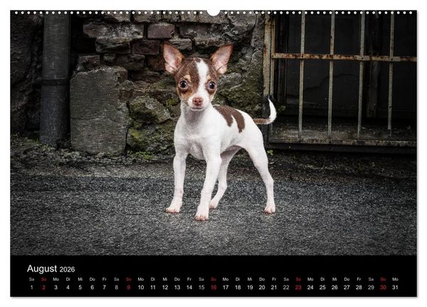 Produktbild: Chihuahuas - Cool and Cute (Wandkalender 2026 DIN A2 quer), CALVENDO Monatskalender