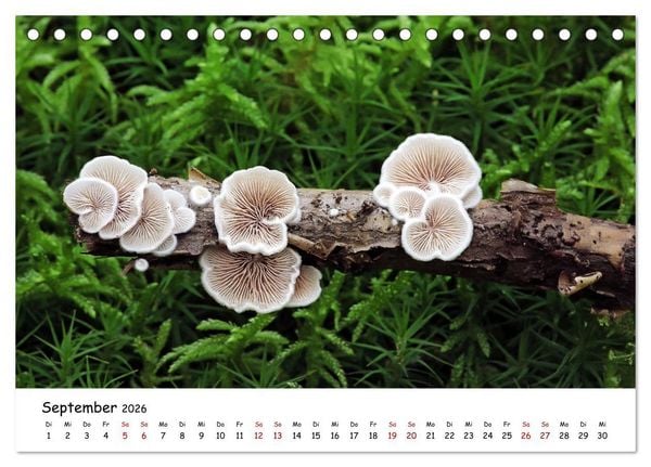 Produktbild: Pilzgalerie - Die bunte Welt der Baumpilze (Tischkalender 2026 DIN A5 quer), CALVENDO Monatskalender
