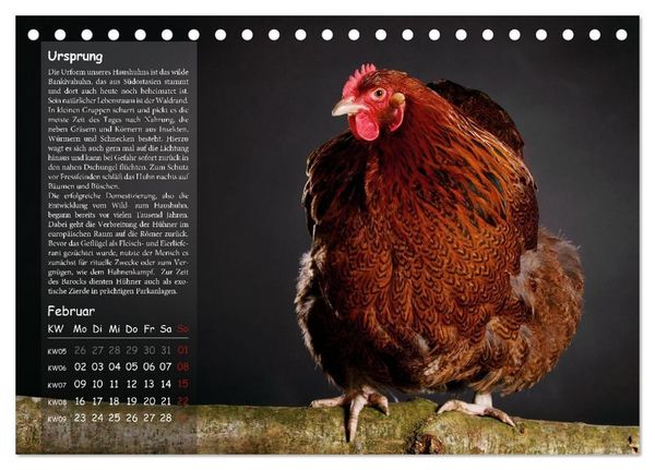 Produktbild: Von der Einzigartigkeit der H&uuml;hner 2026 (Tischkalender 2026 DIN A5 quer), CALVENDO Monatskalender