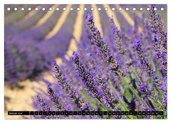 Produktbild: Lavendel (Tischkalender 2026 DIN A5 quer), CALVENDO Monatskalender