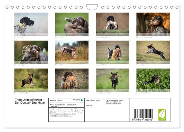 Produktbild: Treue Jagdgef&auml;hrten - Der Deutsch Drahthaar (Wandkalender 2026 DIN A4 quer), CALVENDO Monatskalender
